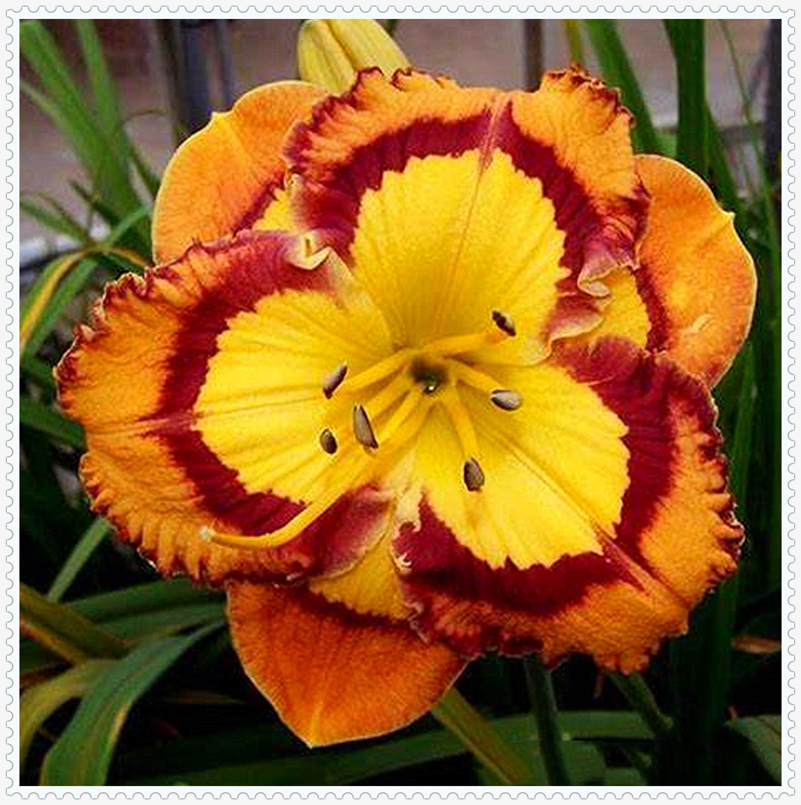 Daylily Bulbs, Daylilies ,Flower Pots,Daylily Bulbs Reblooming,Daylily