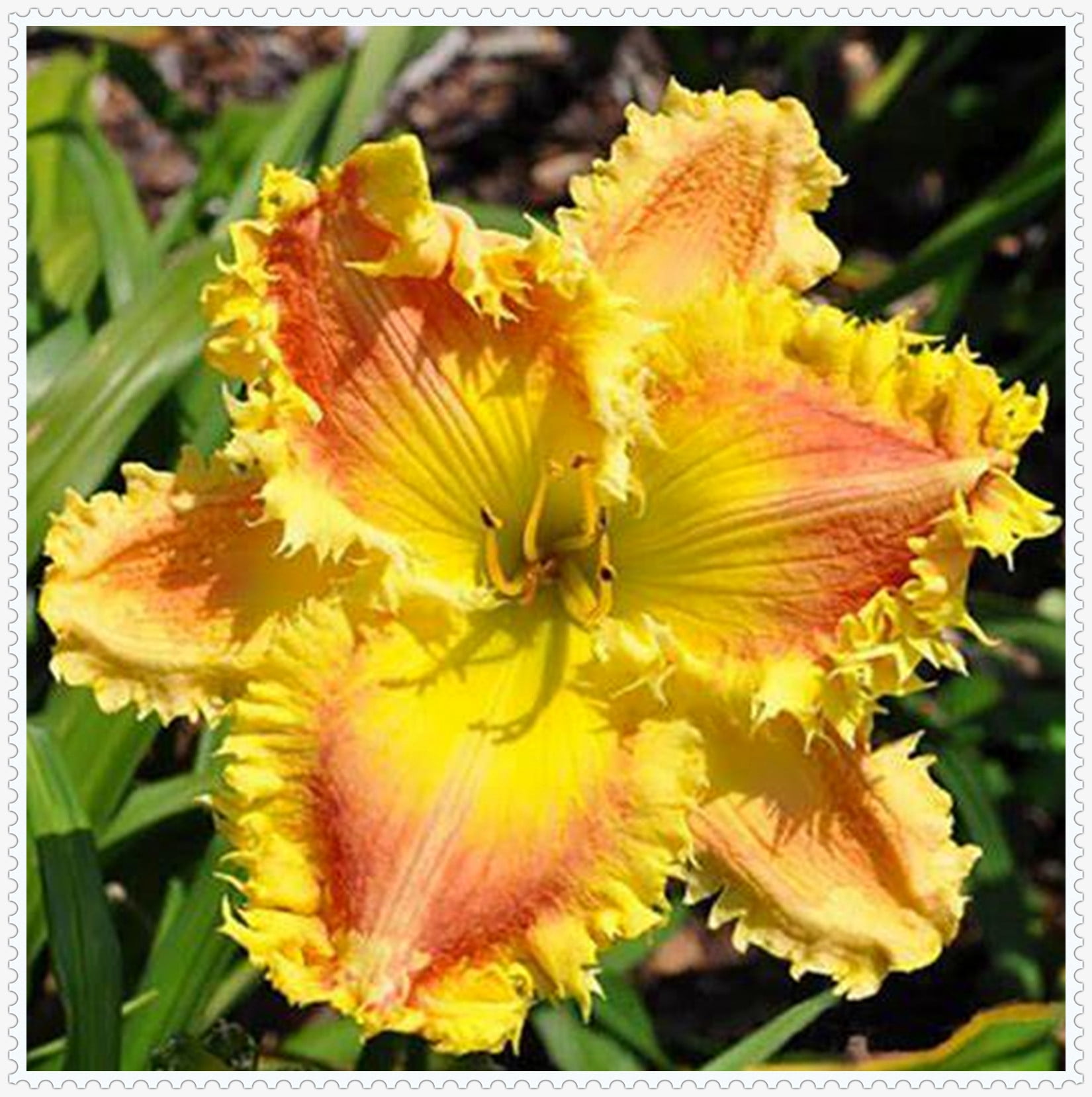 Daylily Bulbs, Daylilies ,Flower Pots,Daylily Bulbs Reblooming,Daylily