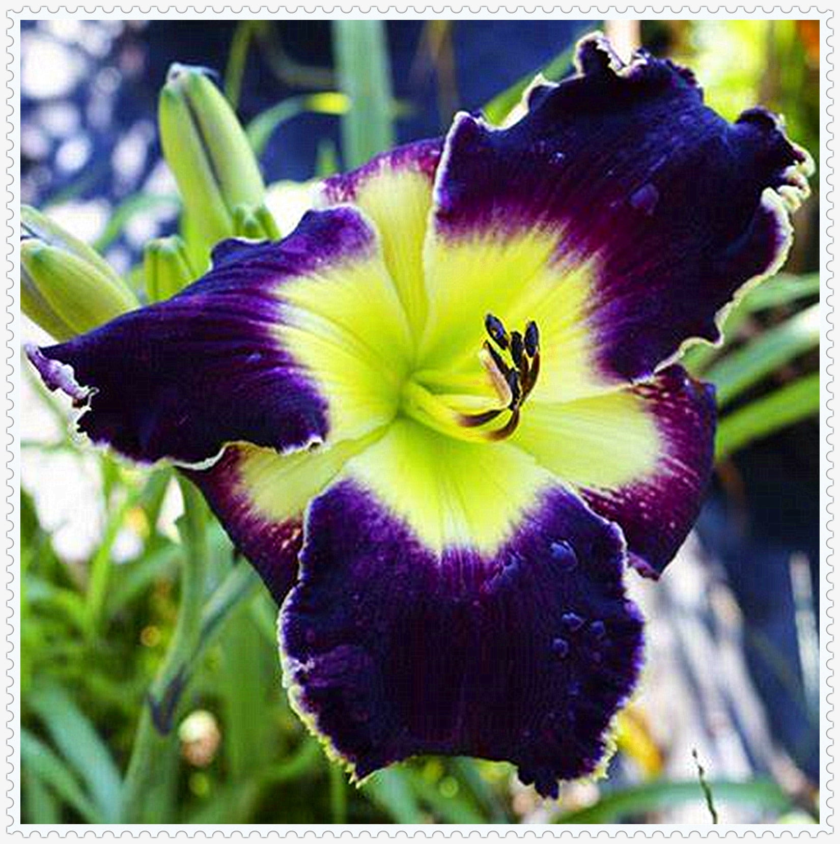 Daylily Bulbs, Daylilies, Perennial Bulb Plants, Daylily Bulbs Bulk