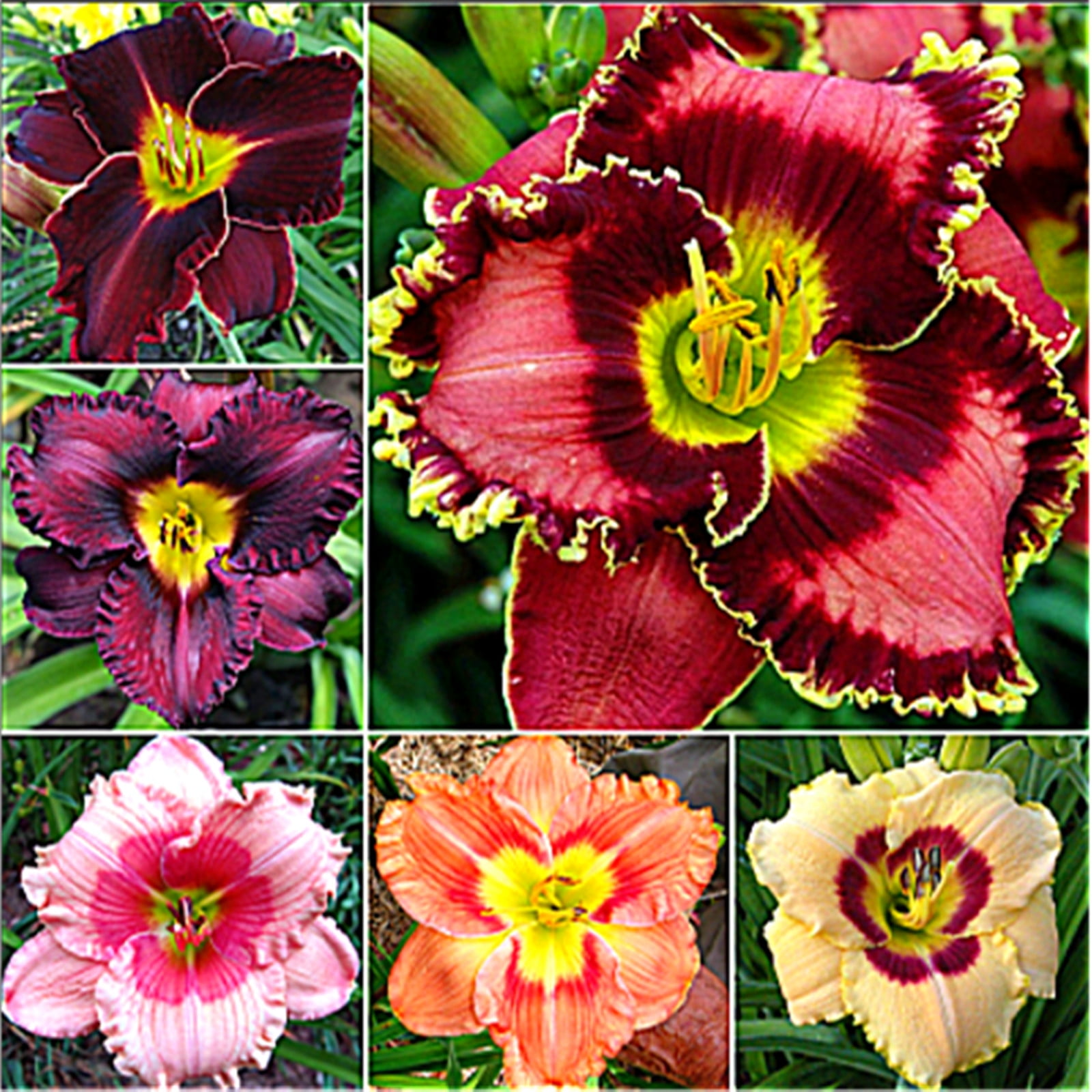 Daylily Bulbs, Daylilies, Perennial Bulb Plants, Daylily Bulbs Bulk