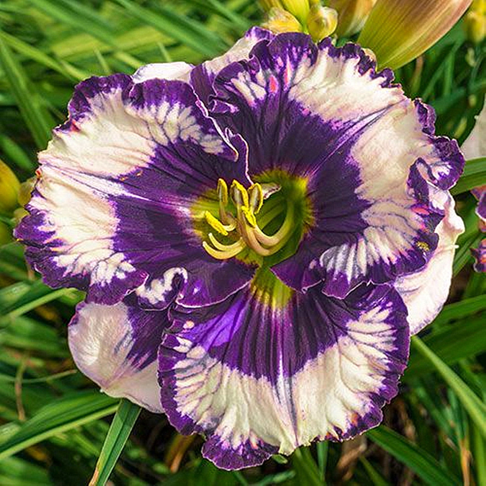 Daylily Bulbs, Daylilies, Perennial Bulb Plants, Daylily Roots，Daylily
