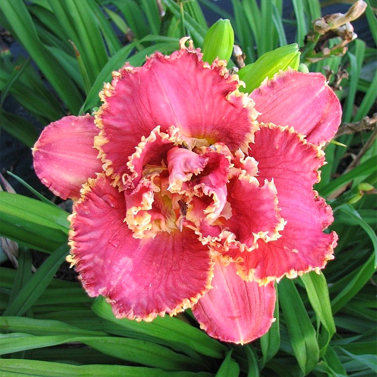 Daylily Bulbs, Daylilies ,Wild Daylilies,Daylily Bulbs Reblooming ...