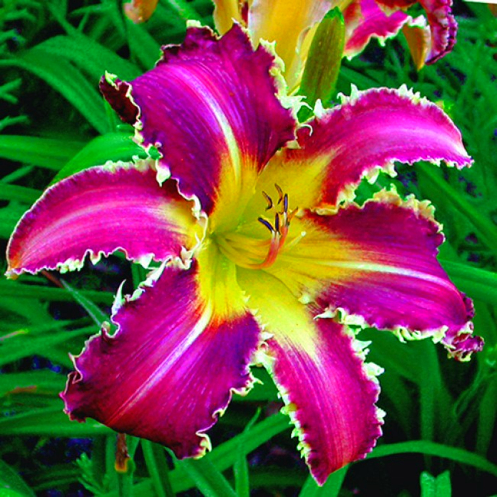 Daylily Bulbs, Daylilies ,Wild Daylilies,Daylily Plant, Daylily Bulbs