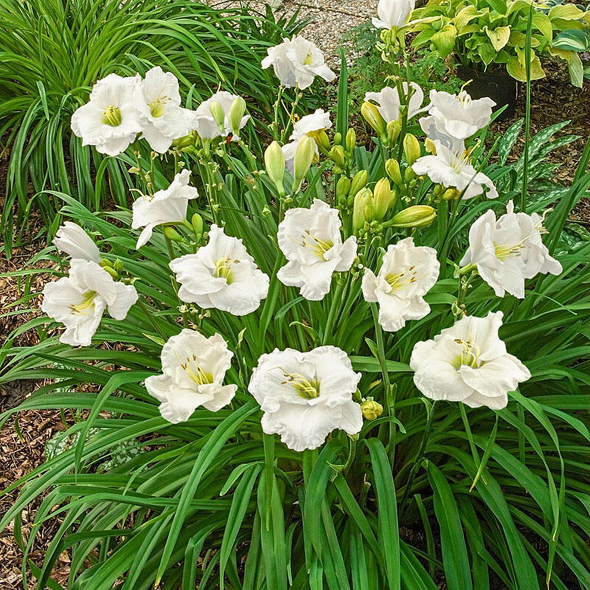 Daylily Bulbs/Daylily plants live/Hemerocallis Fulva/Long Flowering