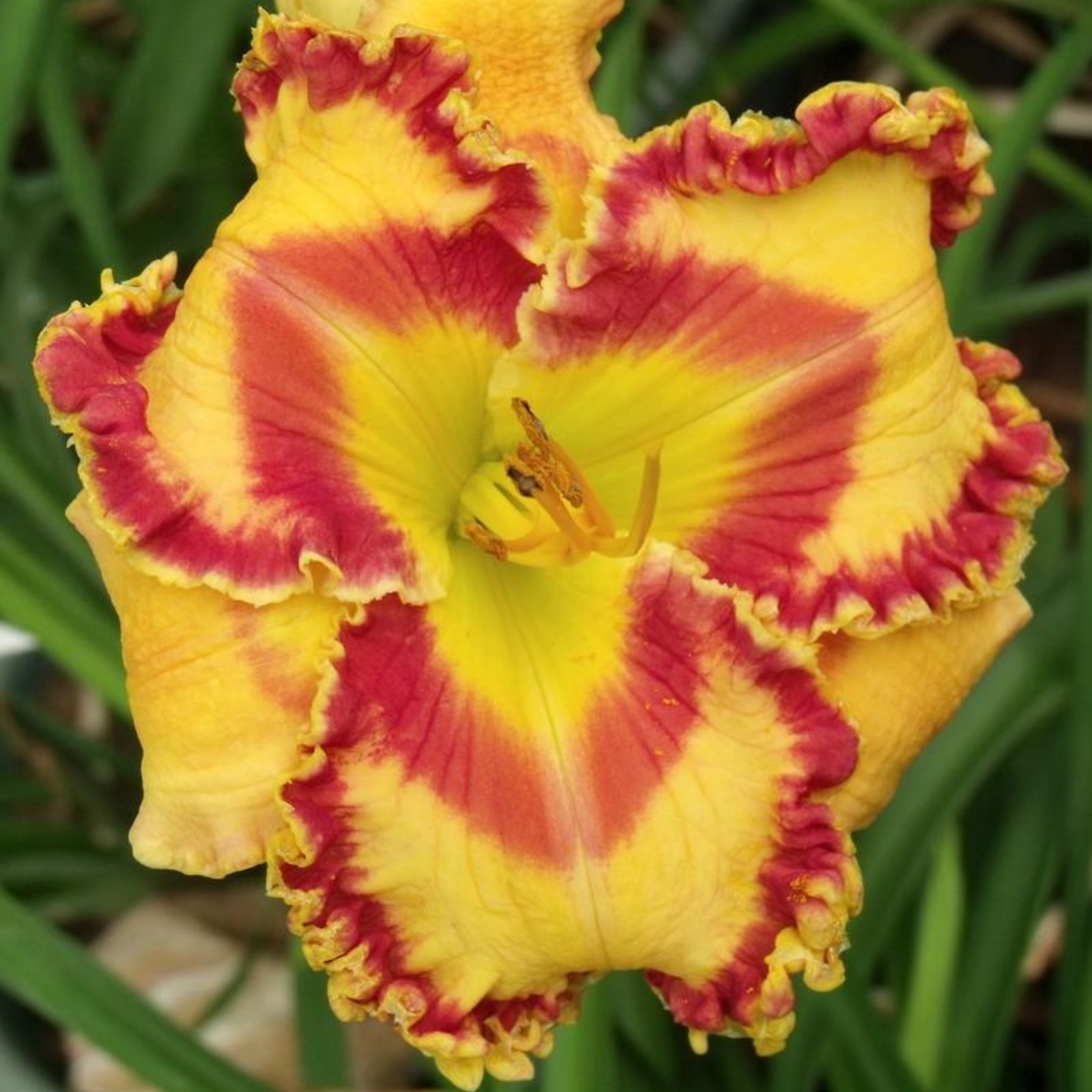 Daylily Bulbs For Planting Daylily Bulbs For Sale Daylily Tuber Daylily