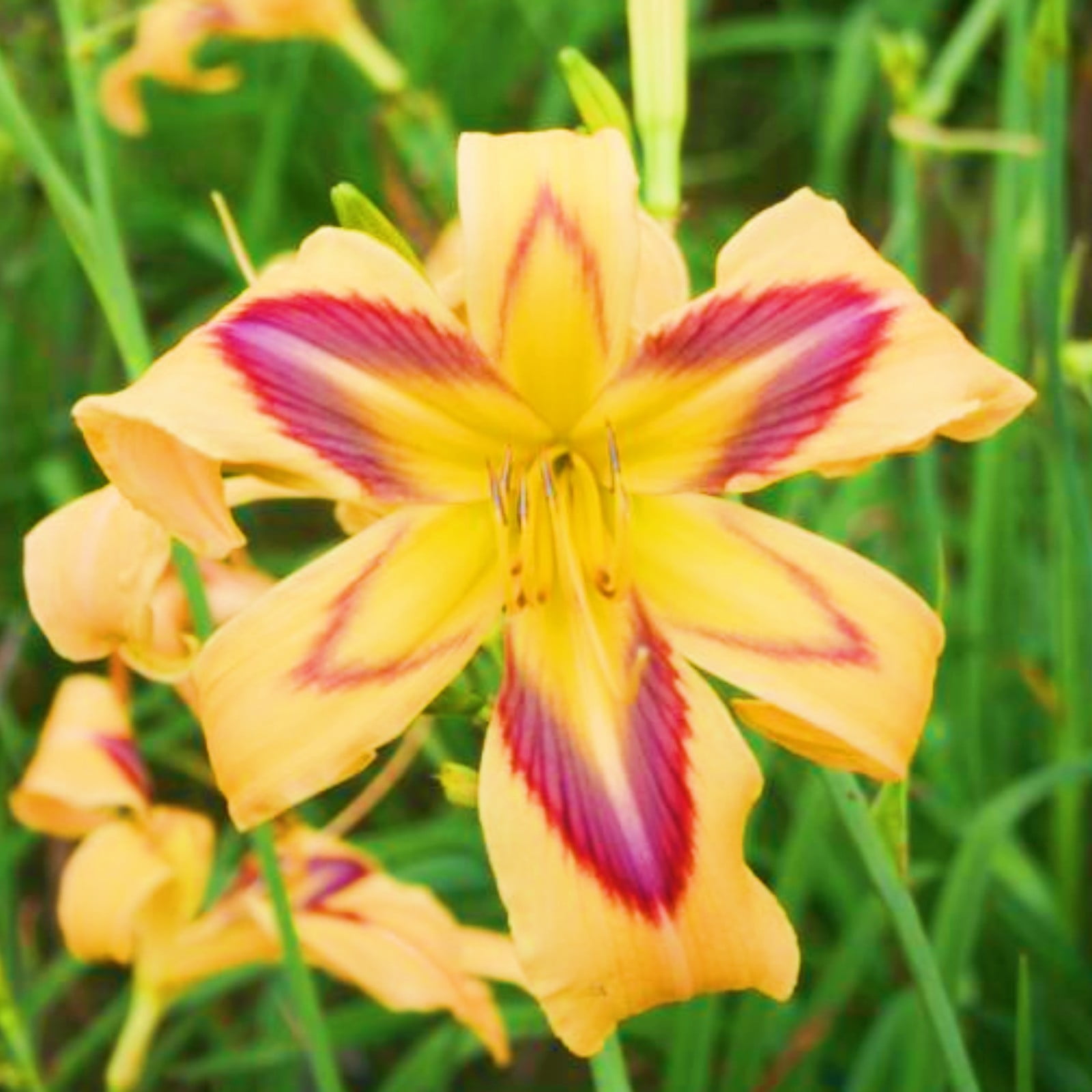 Daylily Bulbs For Sale Daylily Bulbs Bulk Daylily Plants Daylily Roots