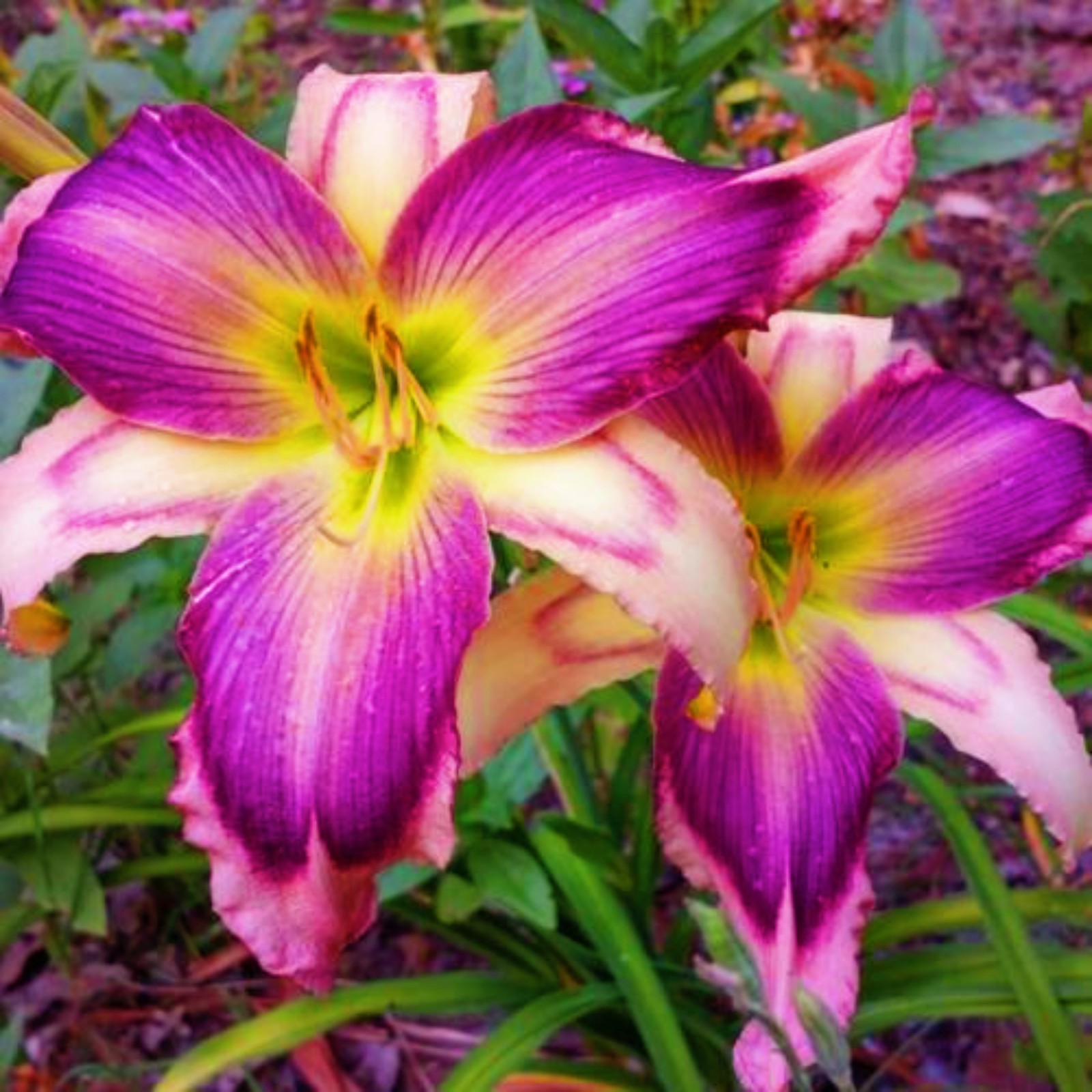 Daylily Bulbs For Sale Daylily Bulbs For Sale Daylily Bulbs Daylily