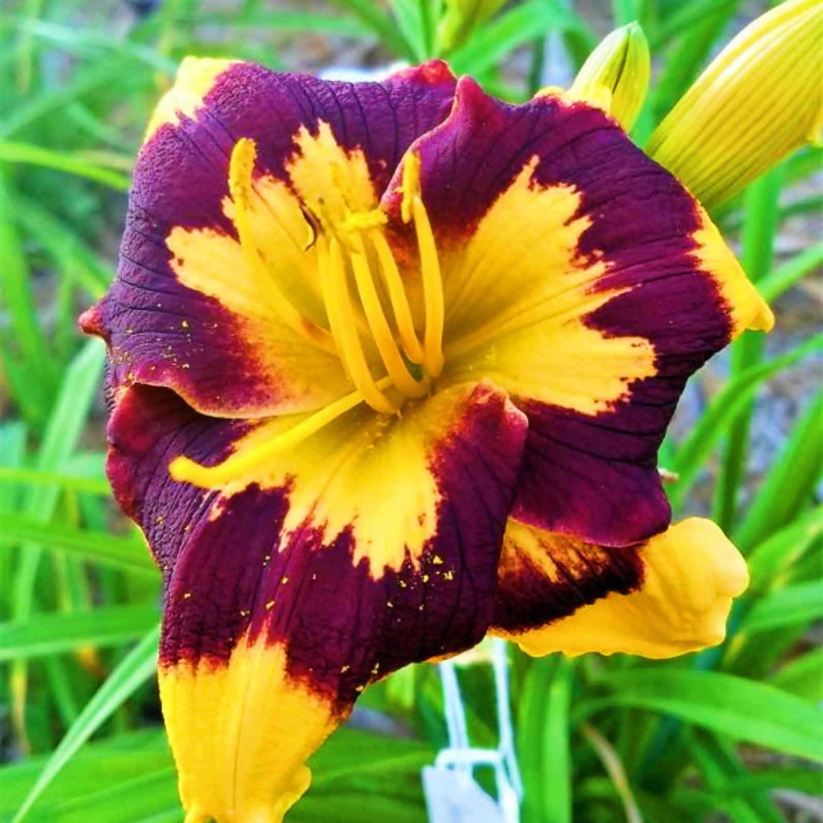 Daylily Bulbs For Sale Daylily Roots Daylily Plants Daylily Bulbs Bulk