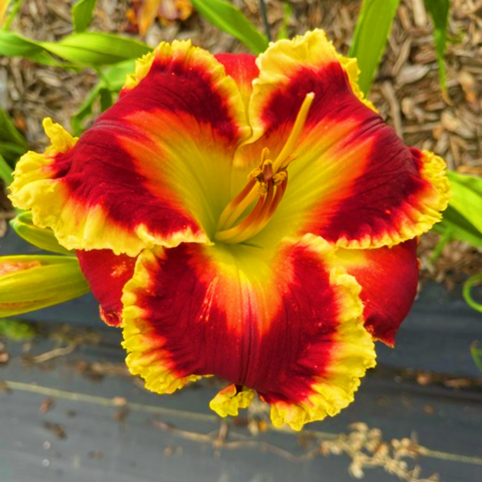 Daylily Bulbs For Sale Daylily Tuber Daylily Bulbs Bulk Daylily Plants