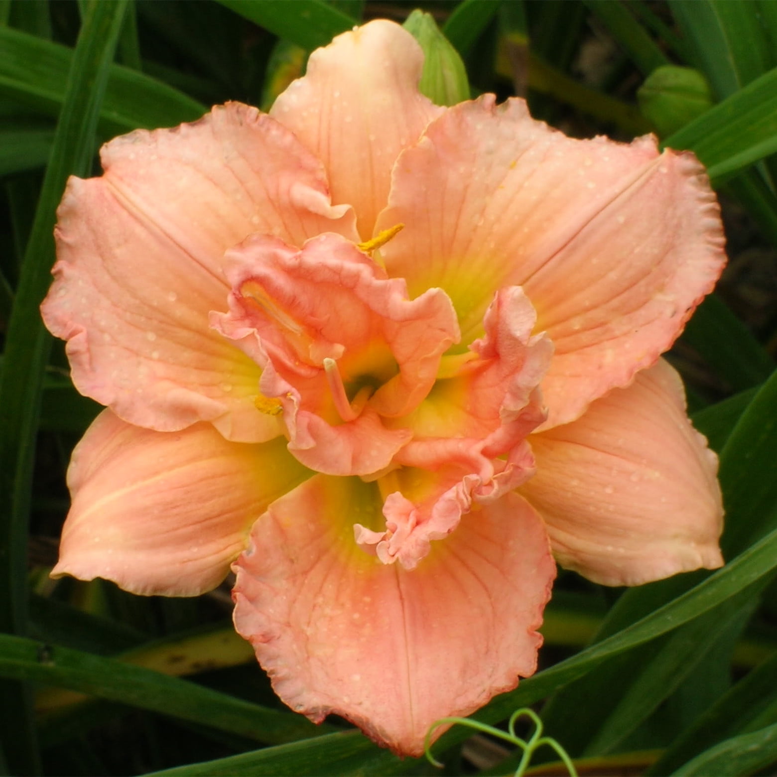 Daylily Bulbs/Hemerocallis Fulva/Long Flowering Period/Daylily Bulbs