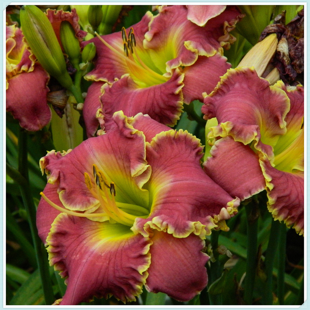 Daylily Bulbs/Long Flowering Period/Daylily Bulbs Bulk/Daylily Bulbs