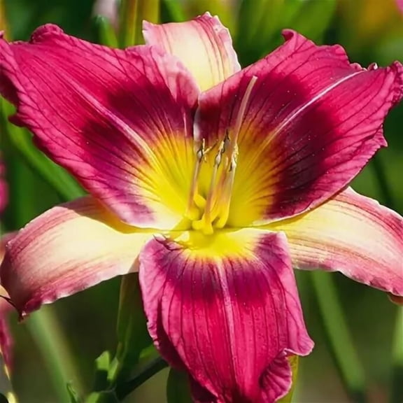 Daylily Bulbs, Mixed Hemerocallis Bare Root Plants, Perennial Flower Roots for Garden Beds, Borders, Patio Containers