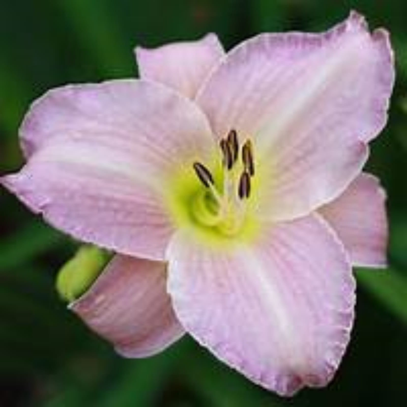 Daylily Bulbs Reblooming,Daylily Plants,Daylily Plants For Planting