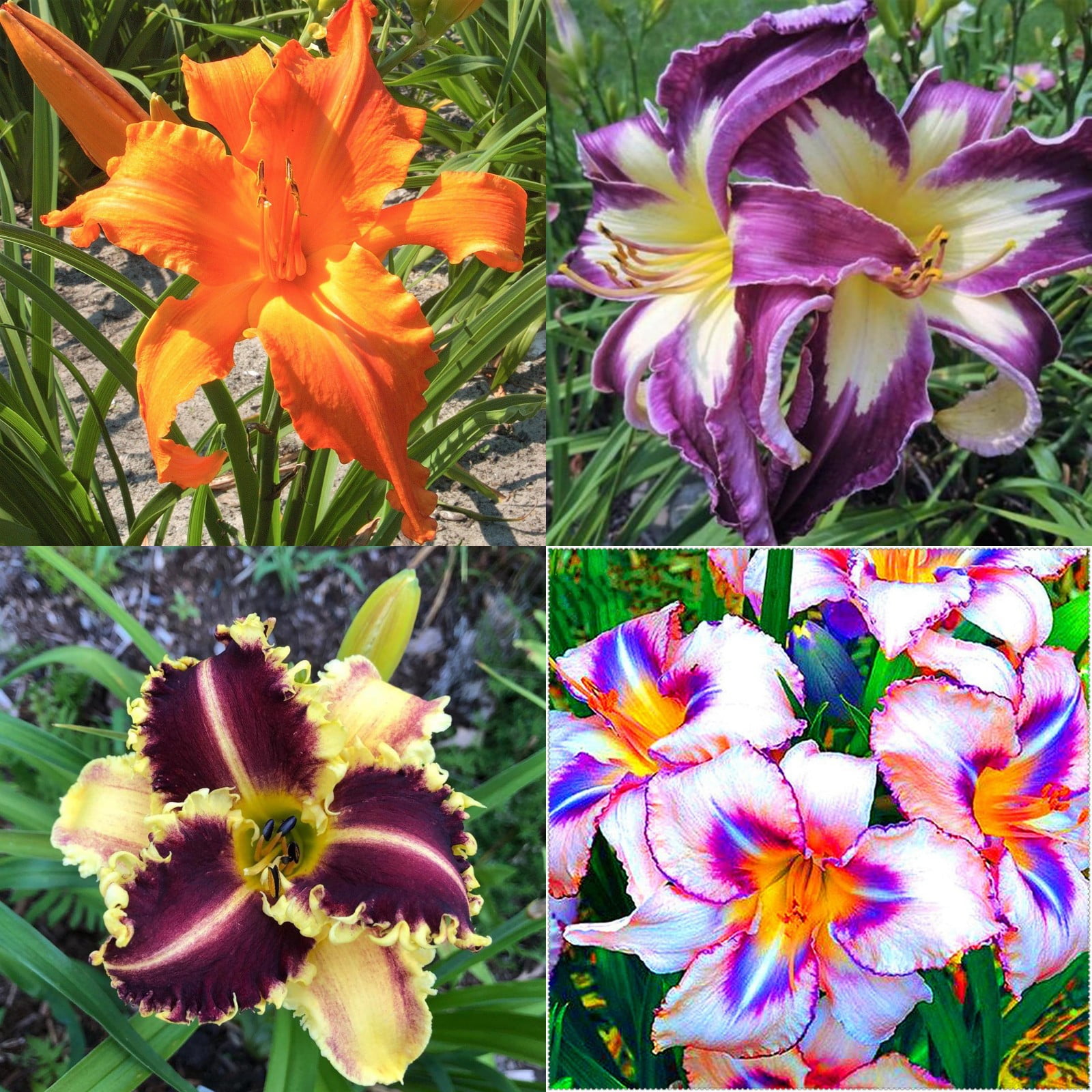 Daylily Bulbs Reblooming,Daylily Plants,Daylily Plants For Planting
