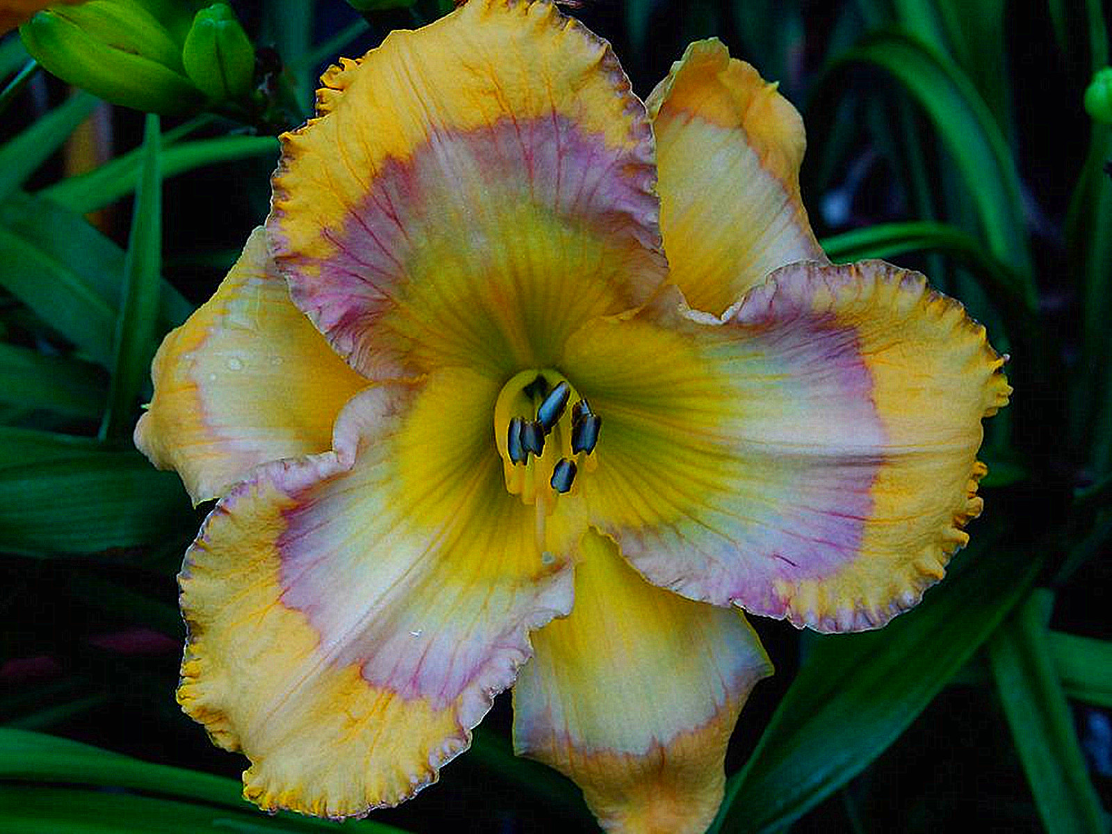 Daylily Bulbs, Wild Daylilies, Cut Flower Decoration, Perennial Bulbs,Daylilies,Daylily Bulbs