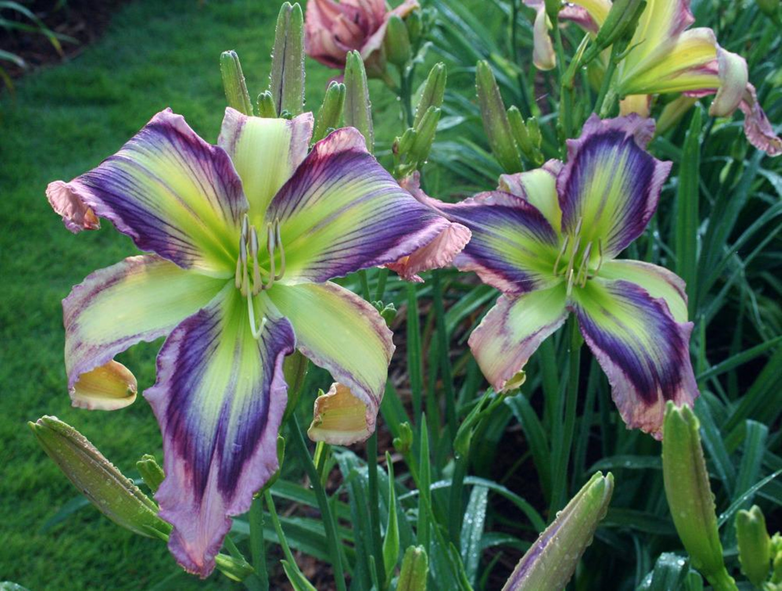 Daylily Bulbs, Wild Daylilies, Daylilies,Cut Flower Decoration