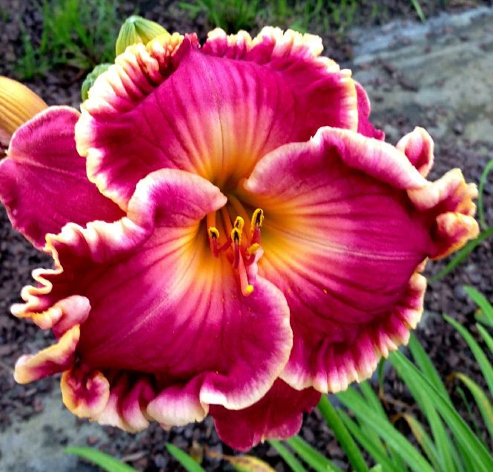 Daylily Bulbs, Wild Daylilies, Daylilies,Cut Flower Decoration, Perennial Bulbs,Daylily Bulbs