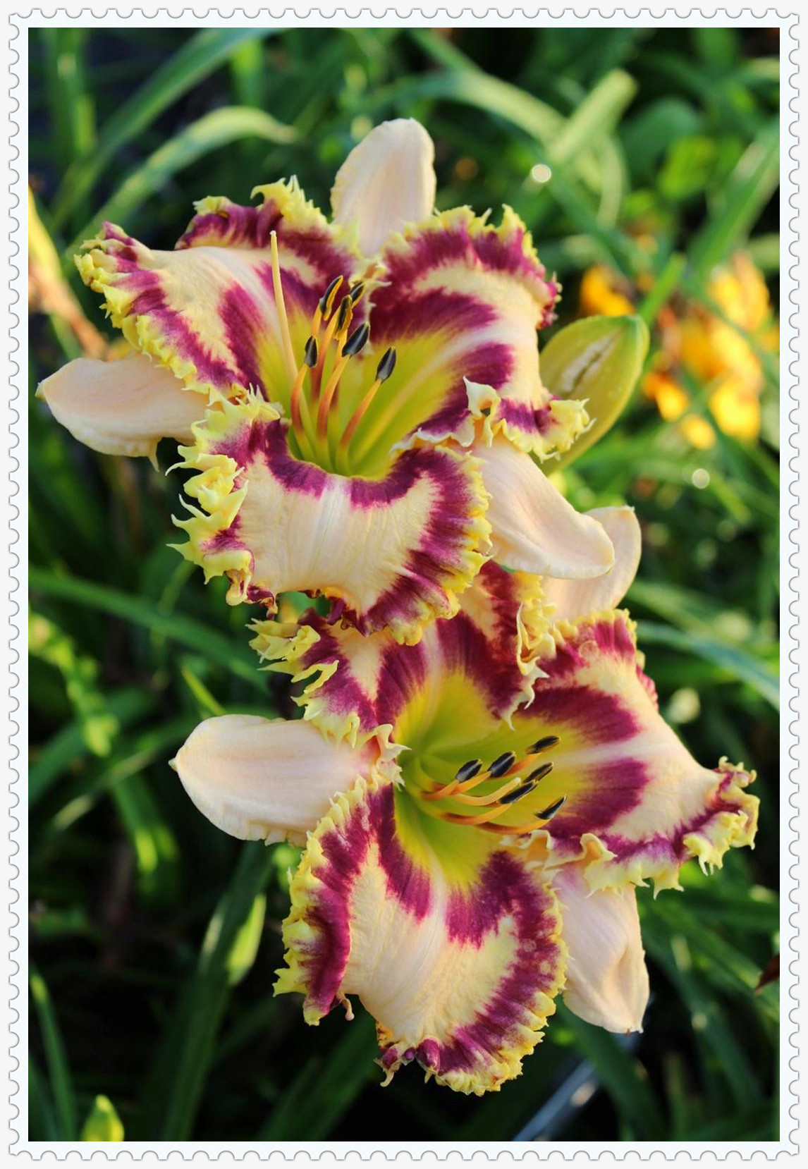 Daylily Bulbs, Wild Daylilies, Vigorous, Perennial Bulb Plants,Daylily