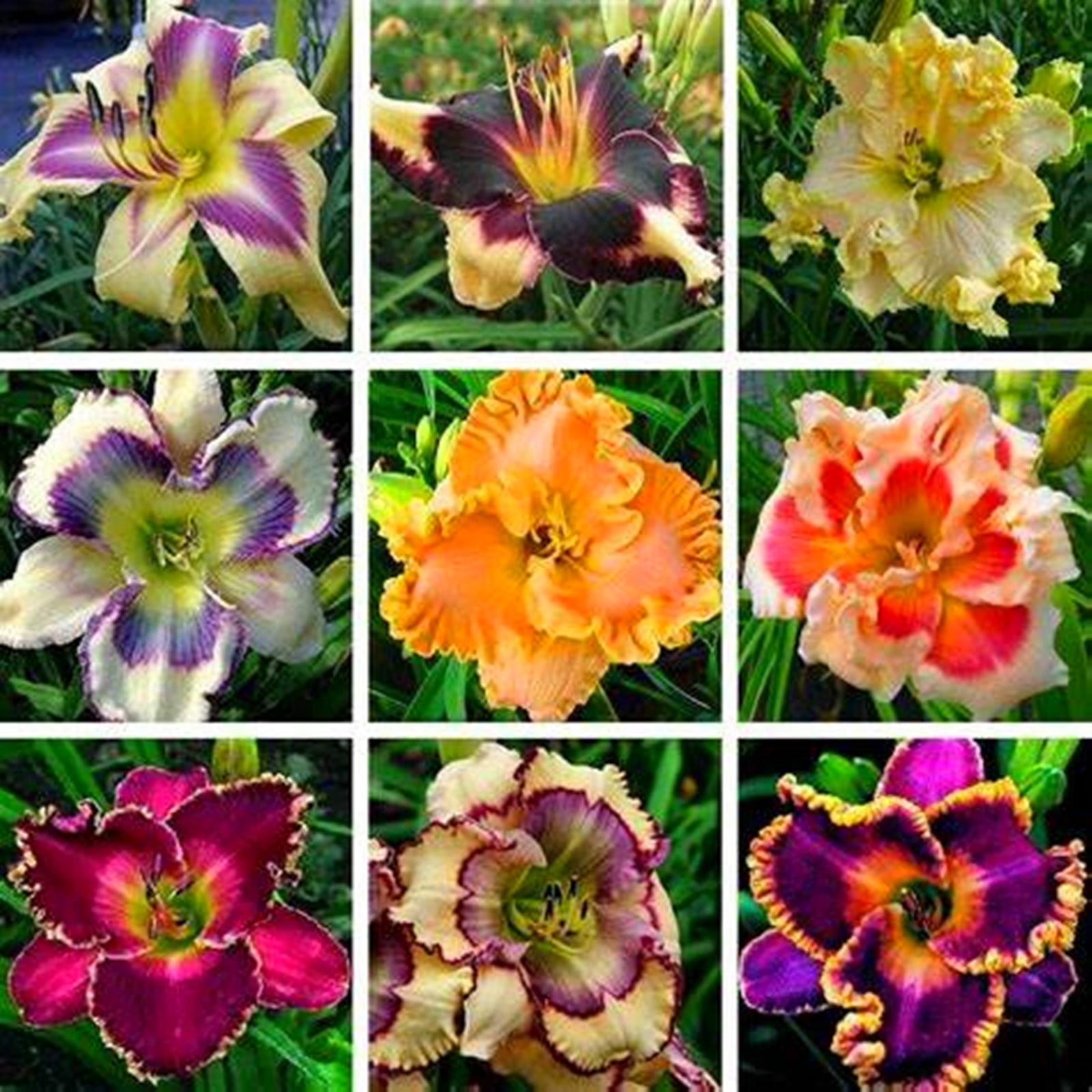 Daylily Bulbs, Wild Daylilies, Vigorous Vitality, Flower Pots，Perennial