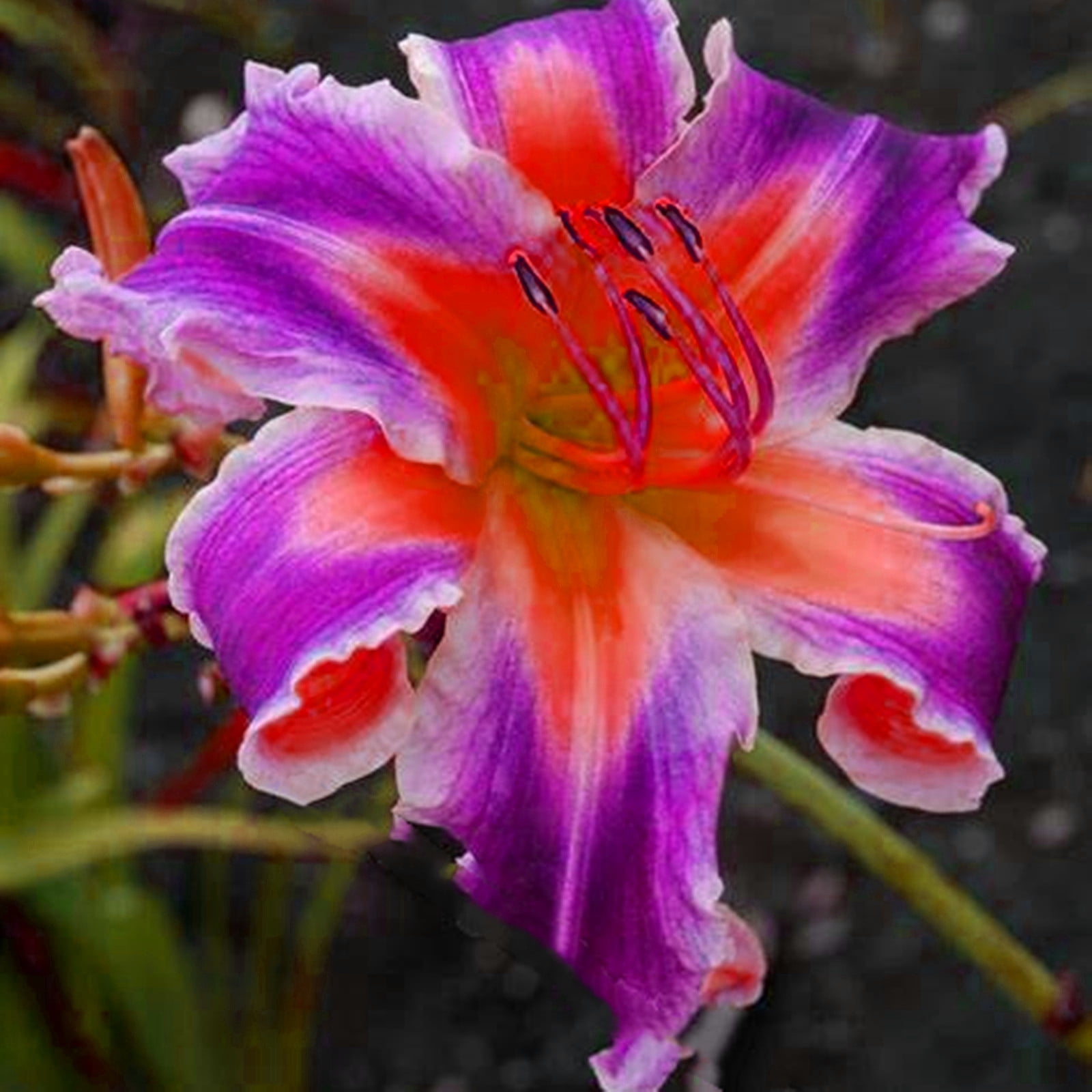 Daylily Bulbs, Wild Daylilies, Vigorous Vitality, Flower Pots，Perennial