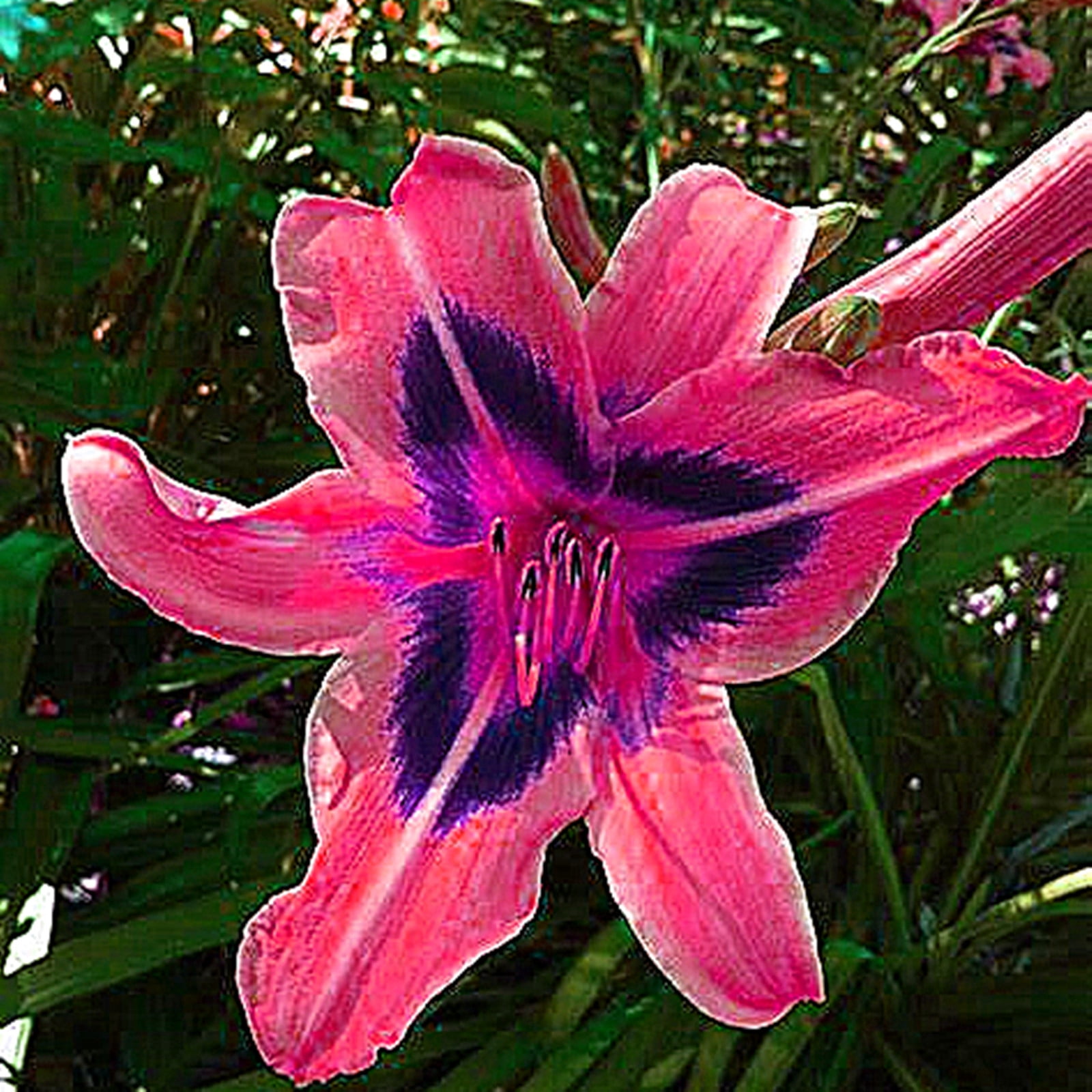 Daylily Bulbs, Wild Daylilies, Vigorous Vitality, Flower Pots，Perennial