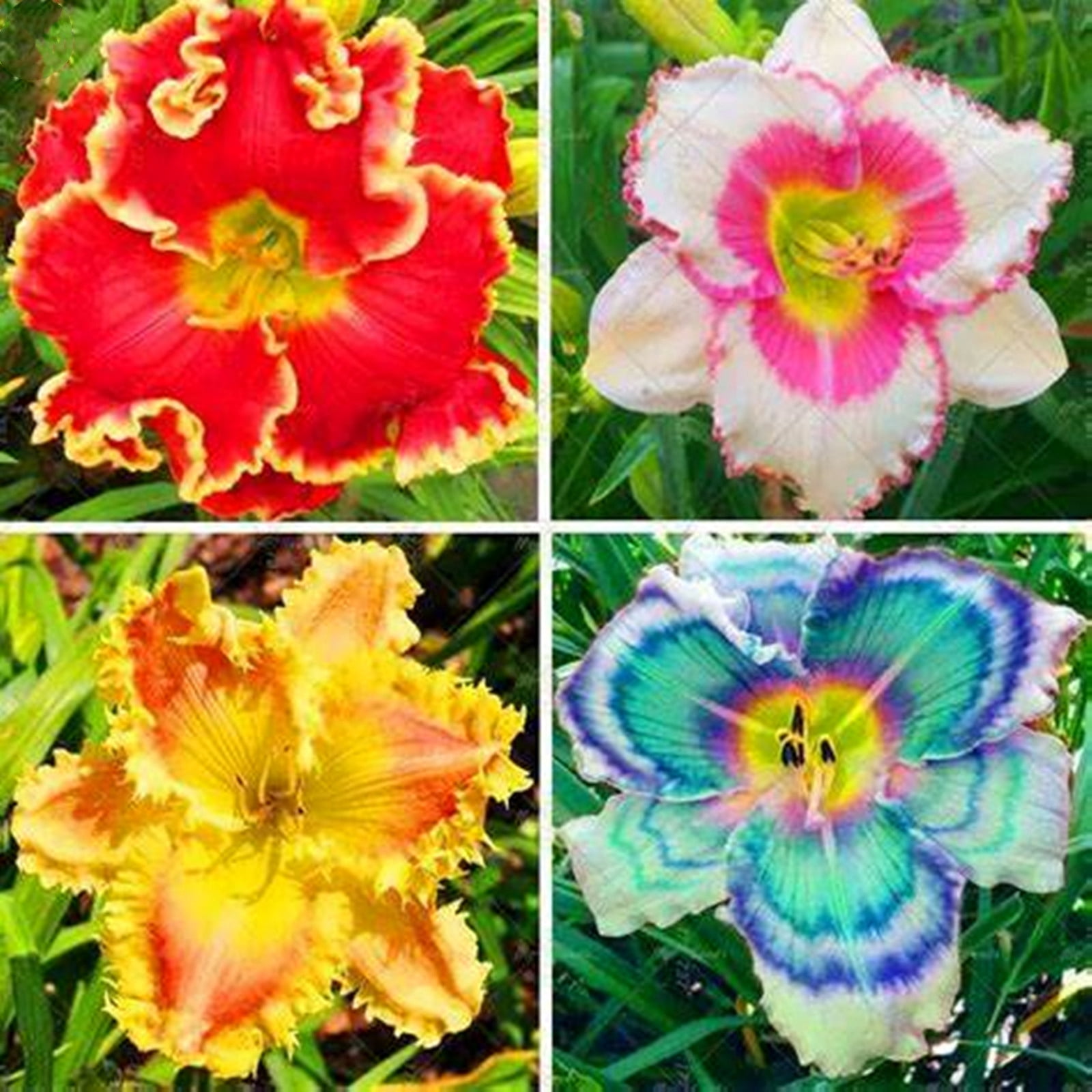 Daylily Bulbs, Wild Daylilies, Vigorous Vitality, Flower Pots，Perennial