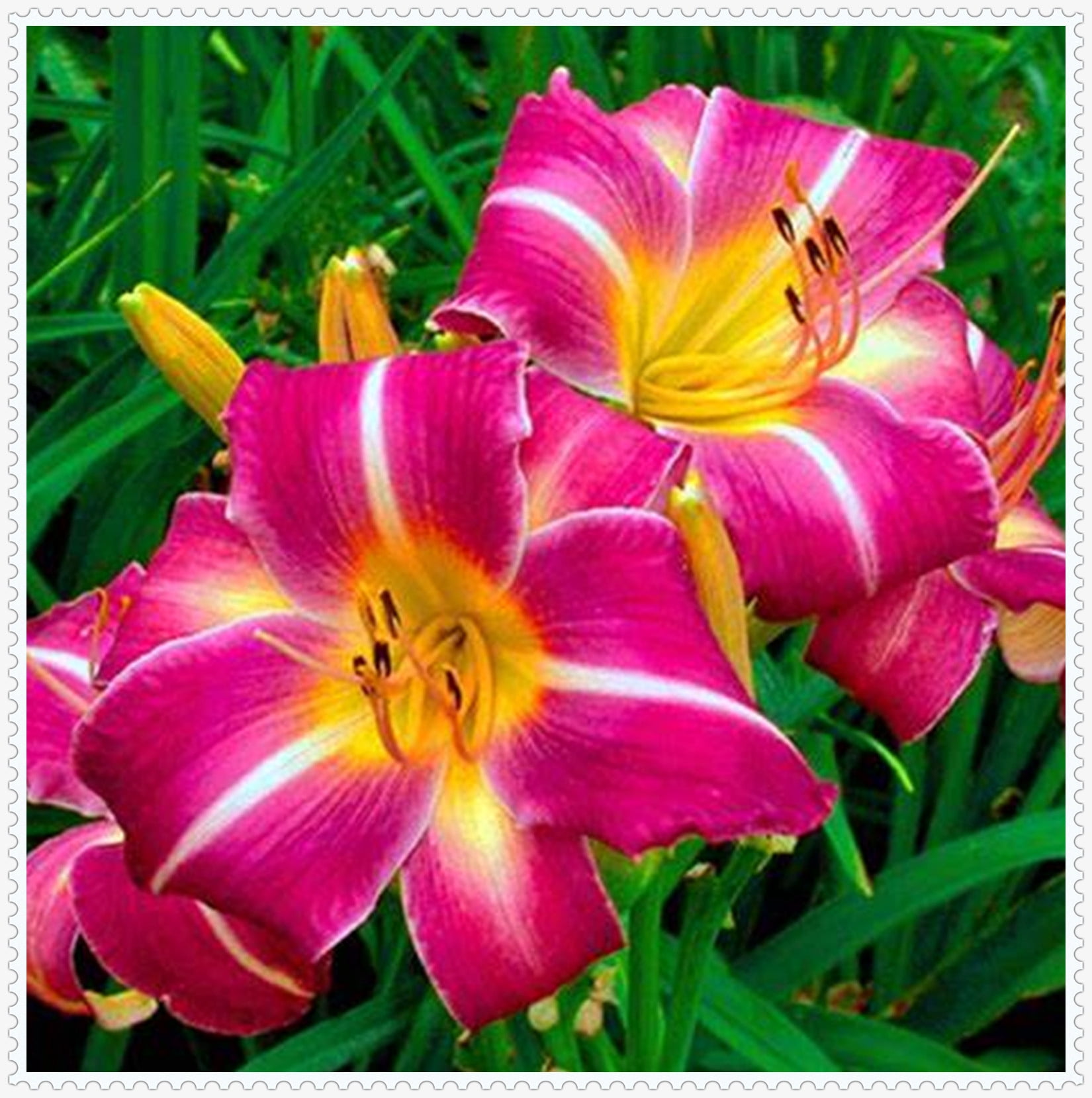 Daylily Bulbs, Wild Daylilies, Vigorous Vitality, Flower Pots，Seasonal