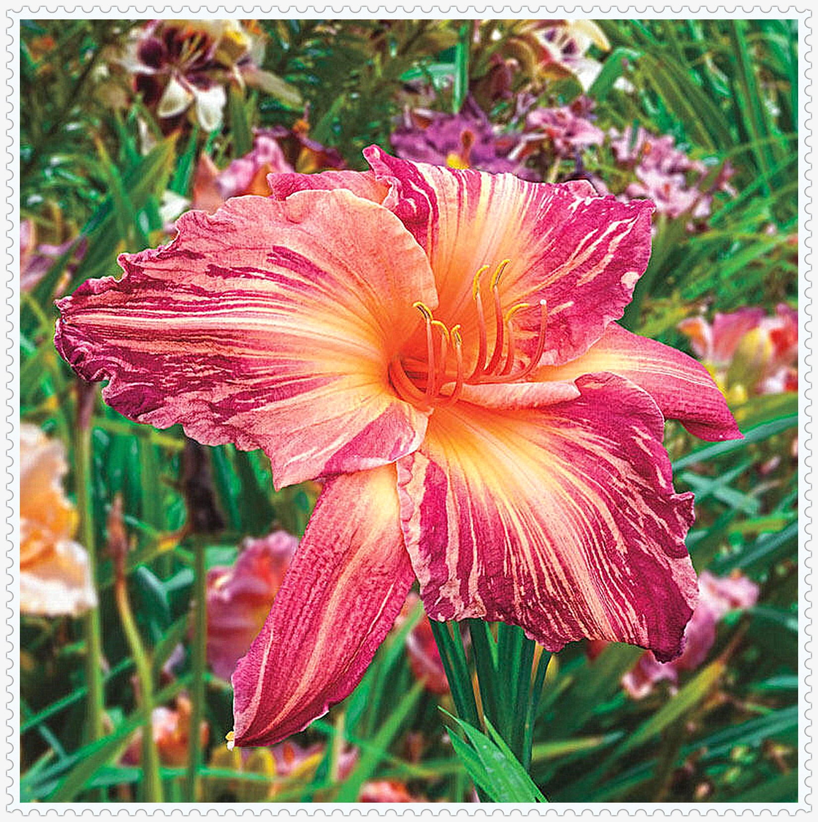 Daylily Bulbs, Wild Daylilies, Vigorous Vitality, Flower Pots，Seasonal