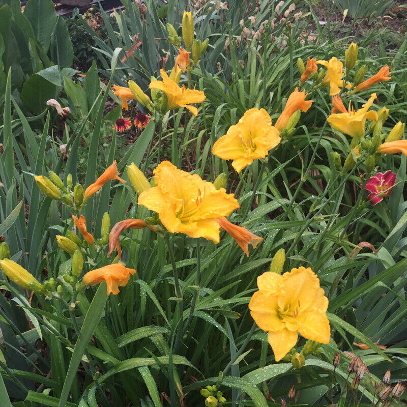 Daylily GOLDEN PRIZE yellow Rebloom Hemerocallis perennial ~ DF or 2