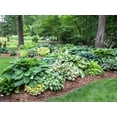 thumbnail image 1 of Daylily Green Nursery Hosta Mixed Perennial Live Plants (10 Count), 1 of 3