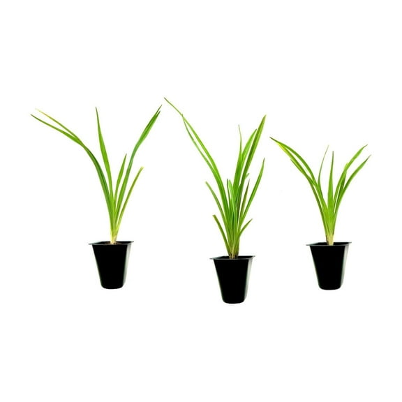 Daylily Happy Returns I 3 Live 3 Inch Pots I Hemerocallis Yellow Flowers Perennial Garden Star, Easy-to-Grow for Continuous Floral Display