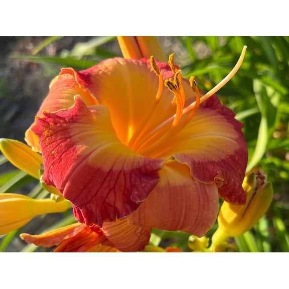 Sunshine Valley Garden 5 Daylily Plant Seeds, Attract Bees