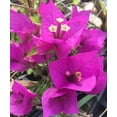 thumbnail image 1 of Daylily Nursery 12-18" Royal Purple Bougainvillea Live Plant in 4" Pot, Full Sun, 1 of 2