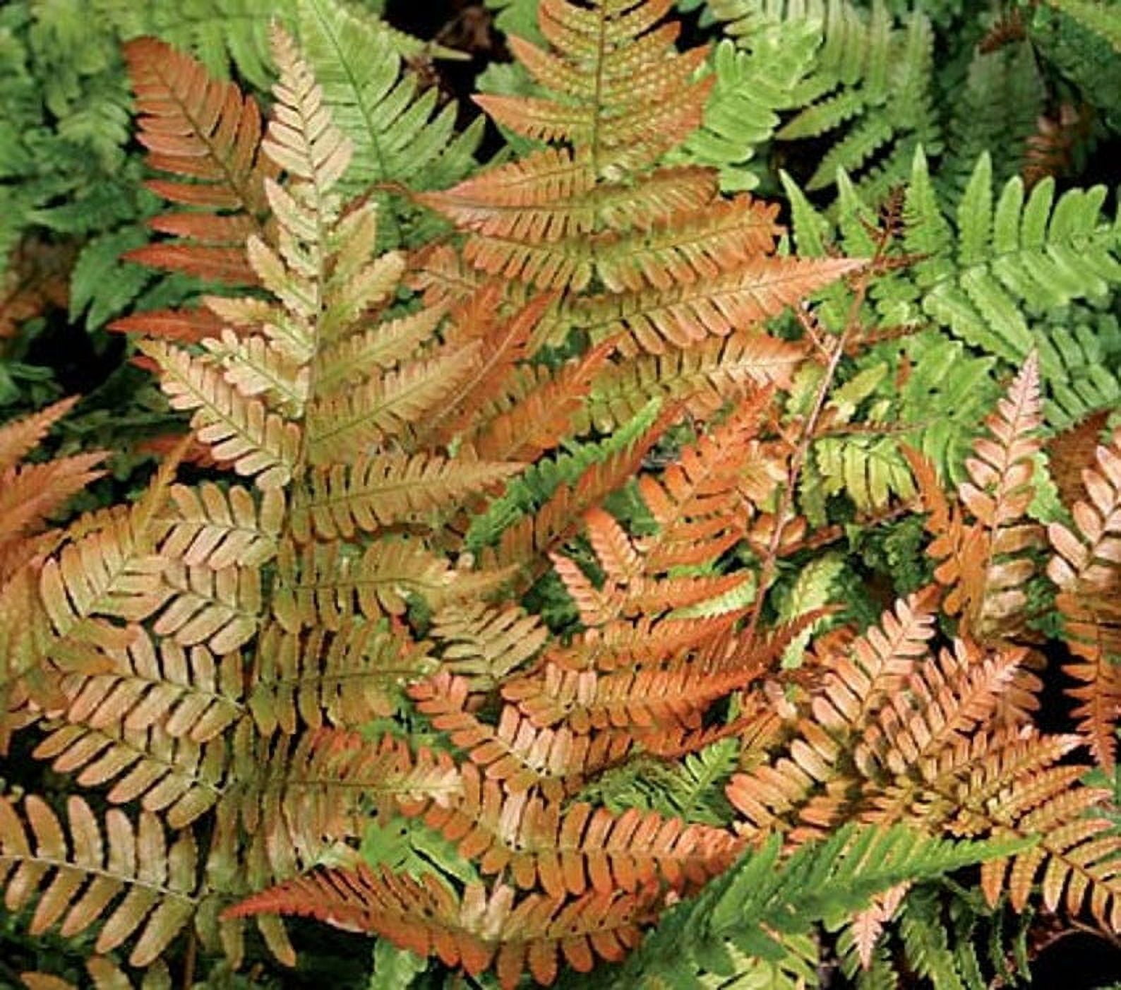 Daylily Nursery 12" Autumn Brilliance Ferns in 3.5" Pots (3 Count), Drought Resistant