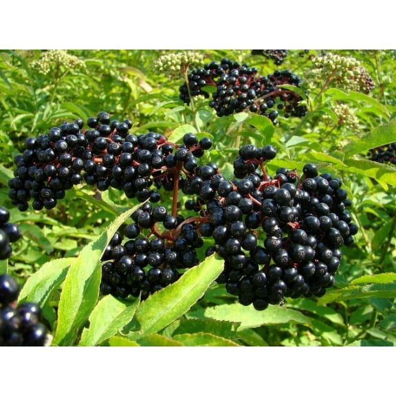 Daylily Nursery 2 Bareroot Elderberry Live Trees, Attracts Bees and Butterflies