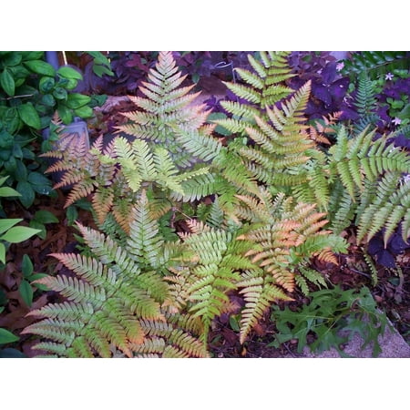 Daylily Nursery 2' Coppery-Red Autumn Fern Live Plants in 4" Containers (3 Count)