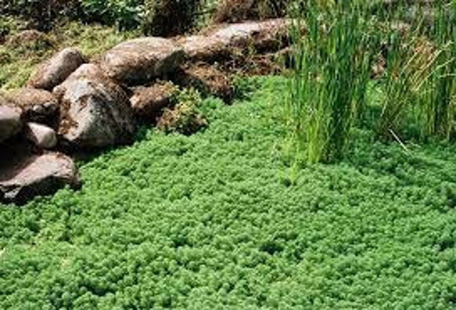 Daylily Nursery 2" Green Elfin Thyme Live Plants in 3" Pots (3 Count), Edible