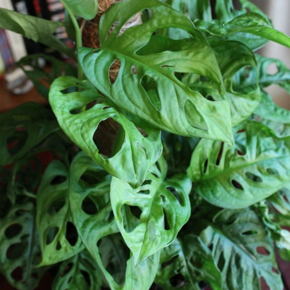 Daylily Nursery 35" Green Monstera Adansonii Swiss Cheese Vine Live Plant in Pot, Heart-Shaped