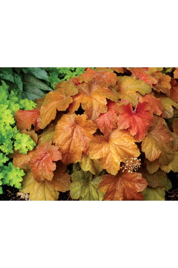 4 Inch Coral Bell Live Plants (2 Count)