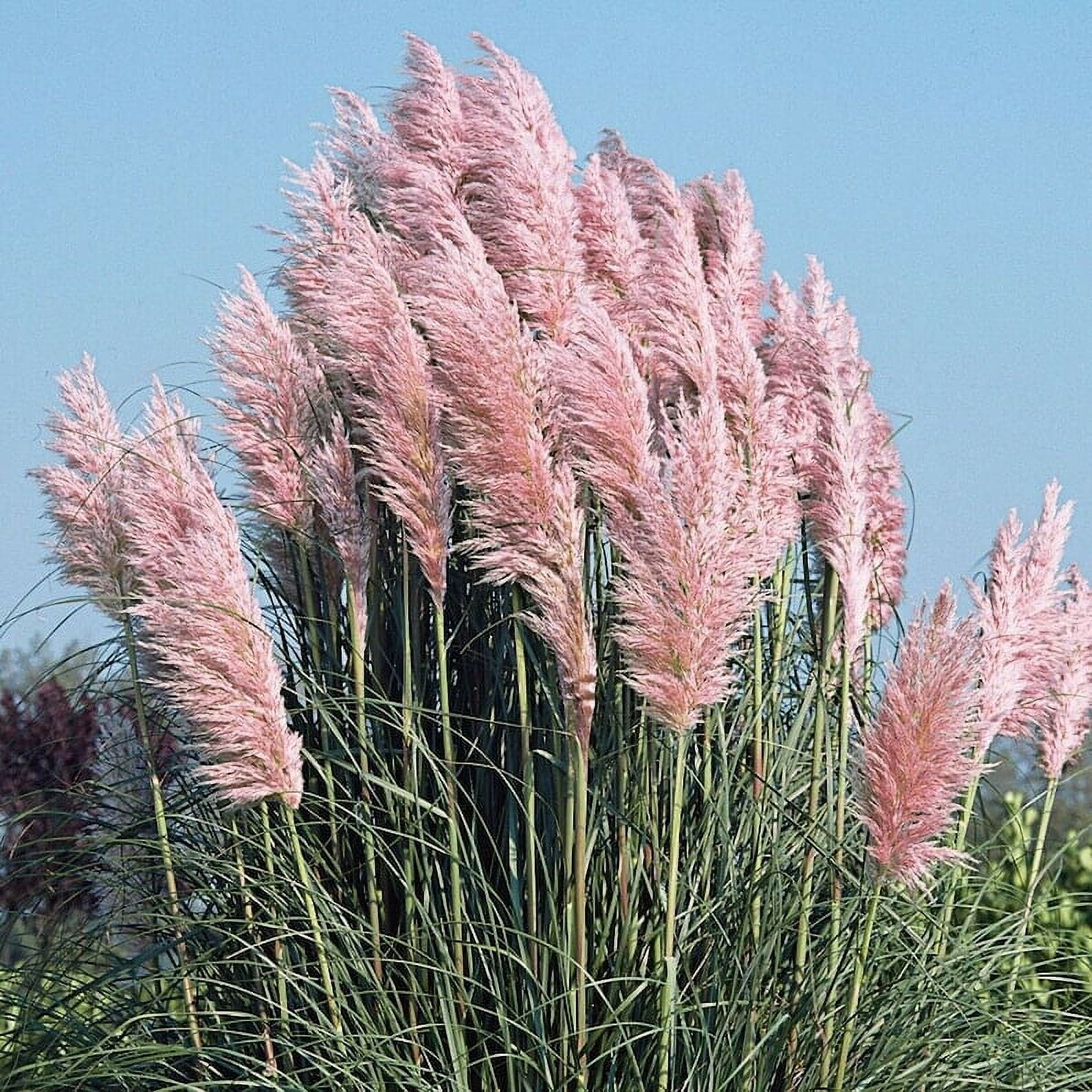 Daylily Nursery 4" Pink Pampas Grass Cortaderia (3 Count)