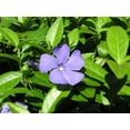 thumbnail image 1 of Daylily Nursery 5 Vinca Plants Periwinkle (4 inch ), 1 of 4