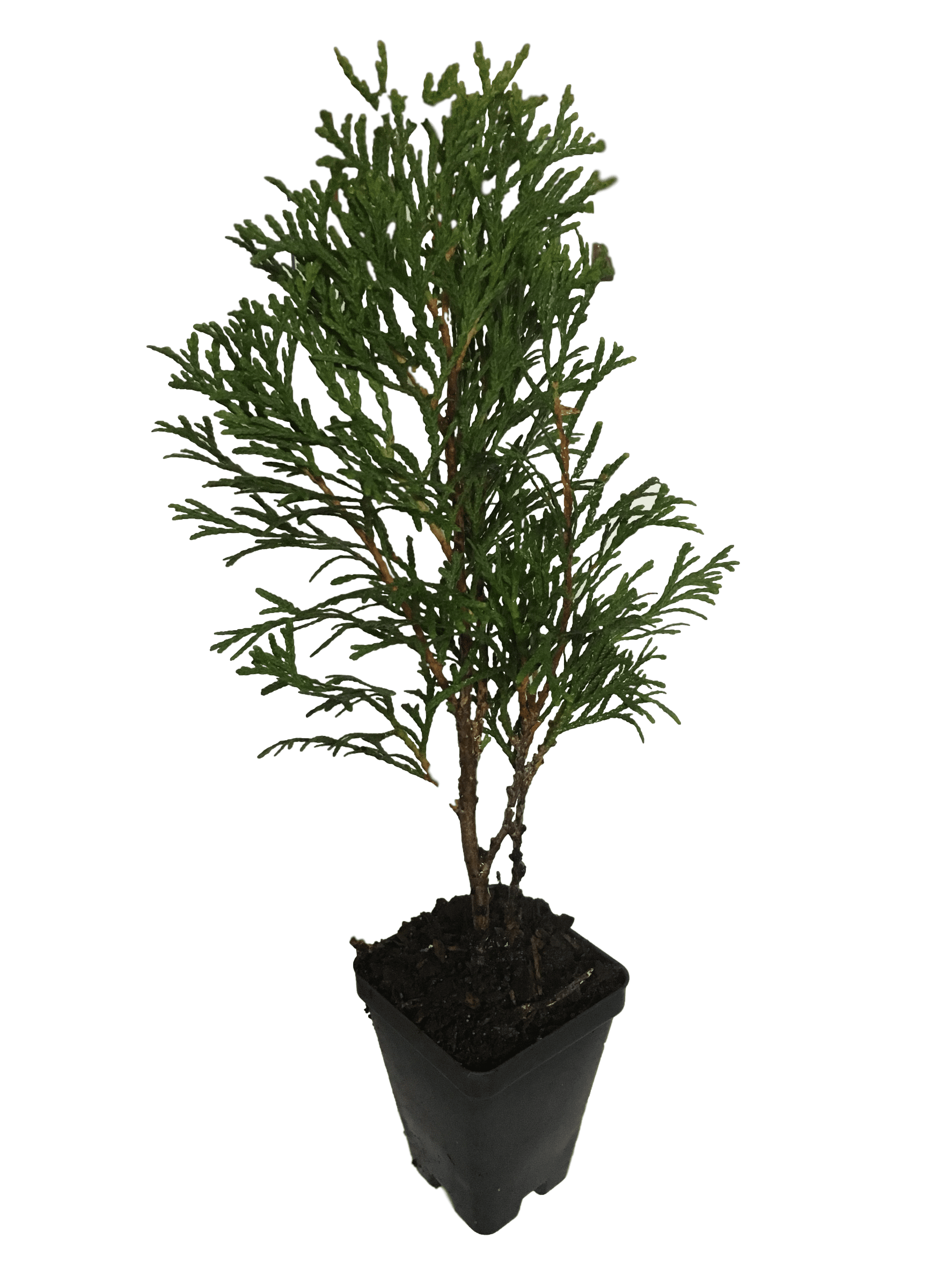 Emerald Green Arborvitae Live Plants in 6-Inch Container (4 Pack)