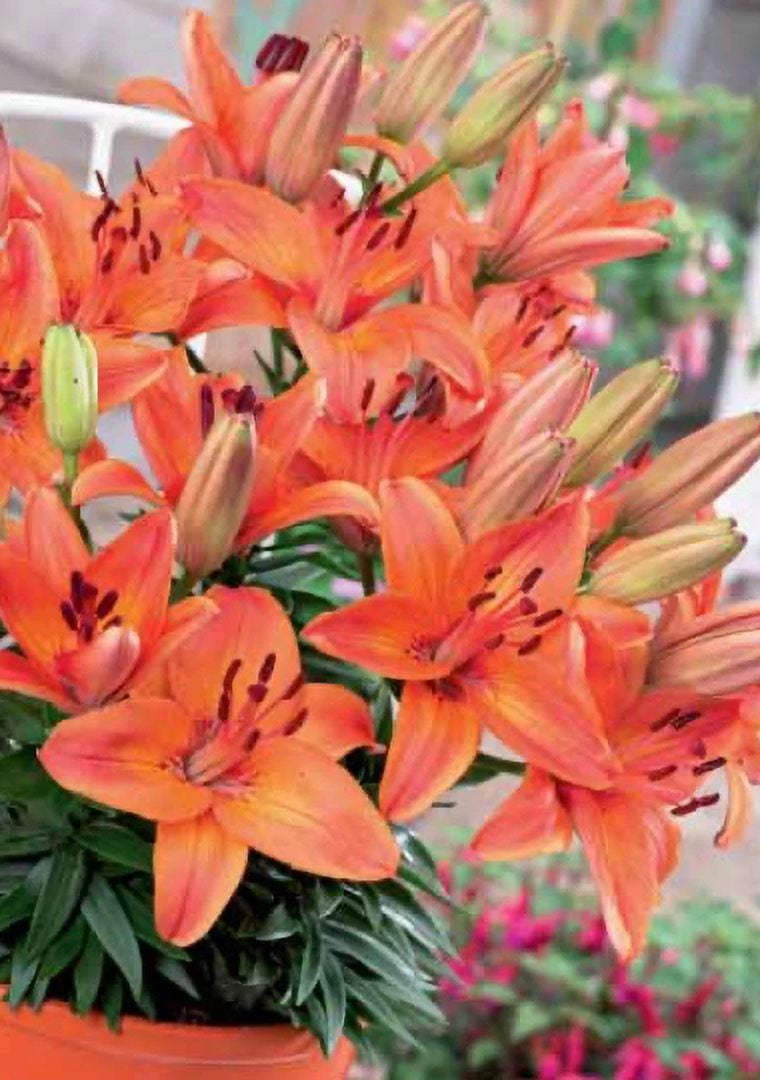 Daylily Nursery Abbeville Pride Lilium Plant Bulbs 5 Count, 15cm deep