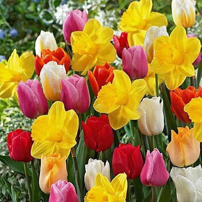 Daffodil bulbs Dutch Master - large yellow daffodil! - Tulip Store