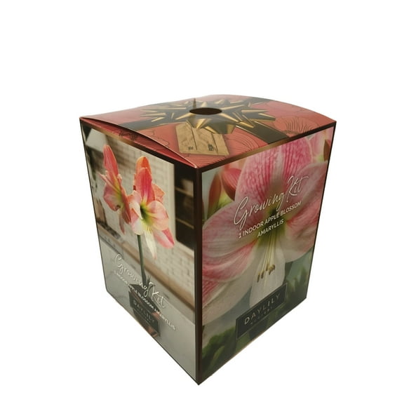 Daylily Nursery Amaryllis Plant Bulbs, Apple Blossom Color