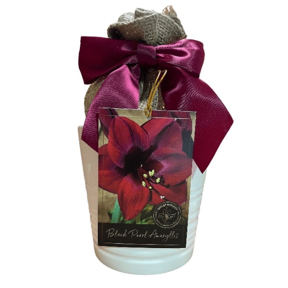 Daylily Nursery Amaryllis Plant Bulbs, Easy to Grow High Quality Bulb