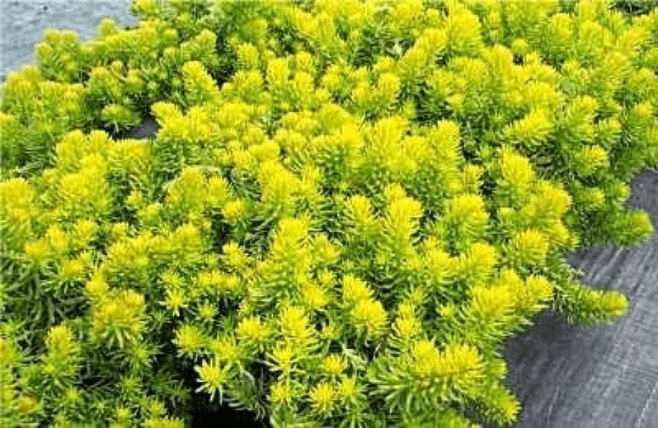 Daylily Nursery Angelina Sedum Live Plant in 4 in Containers, Drought Tolerant