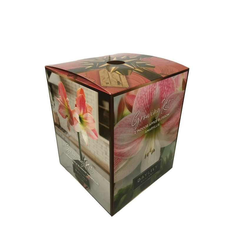 Apple Blossom Amaryllis Bulb in an Elegant Box, With a Plastic Planting Pot, and a Professional Growing Medium Apple Blossom Amaryllis Bulb in an Elegant Box, With a Plastic Planting Pot, and a Professional Growing Medium