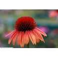 thumbnail image 1 of Daylily Nursery Big Sky Sundown Coneflower Live Plants in 3.5" Pot (3 Count), 1 of 3