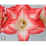 Daylily Nursery Blossom Peacock Amaryllis Plant Bulbs 3 Count, Double White Petals With Red Edging